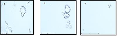 Production of phytolith and PhytOC and distribution of extractable Si Pools in aerobic rice as influenced by different Si sources